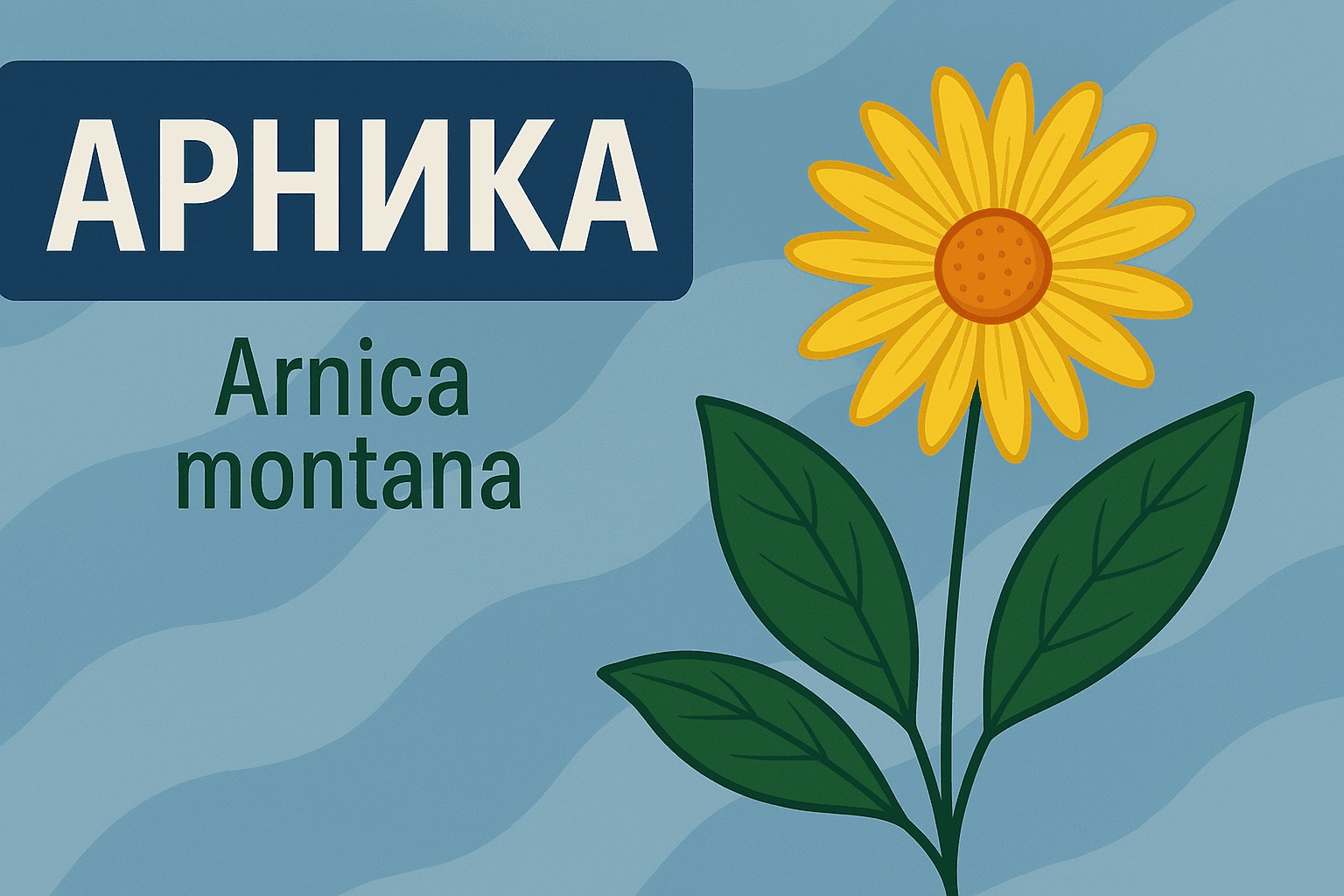 Арника (Arnica) - Long Life BG